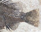 Priscacara Fossil Fish - Beautiful Presentation #20817-3